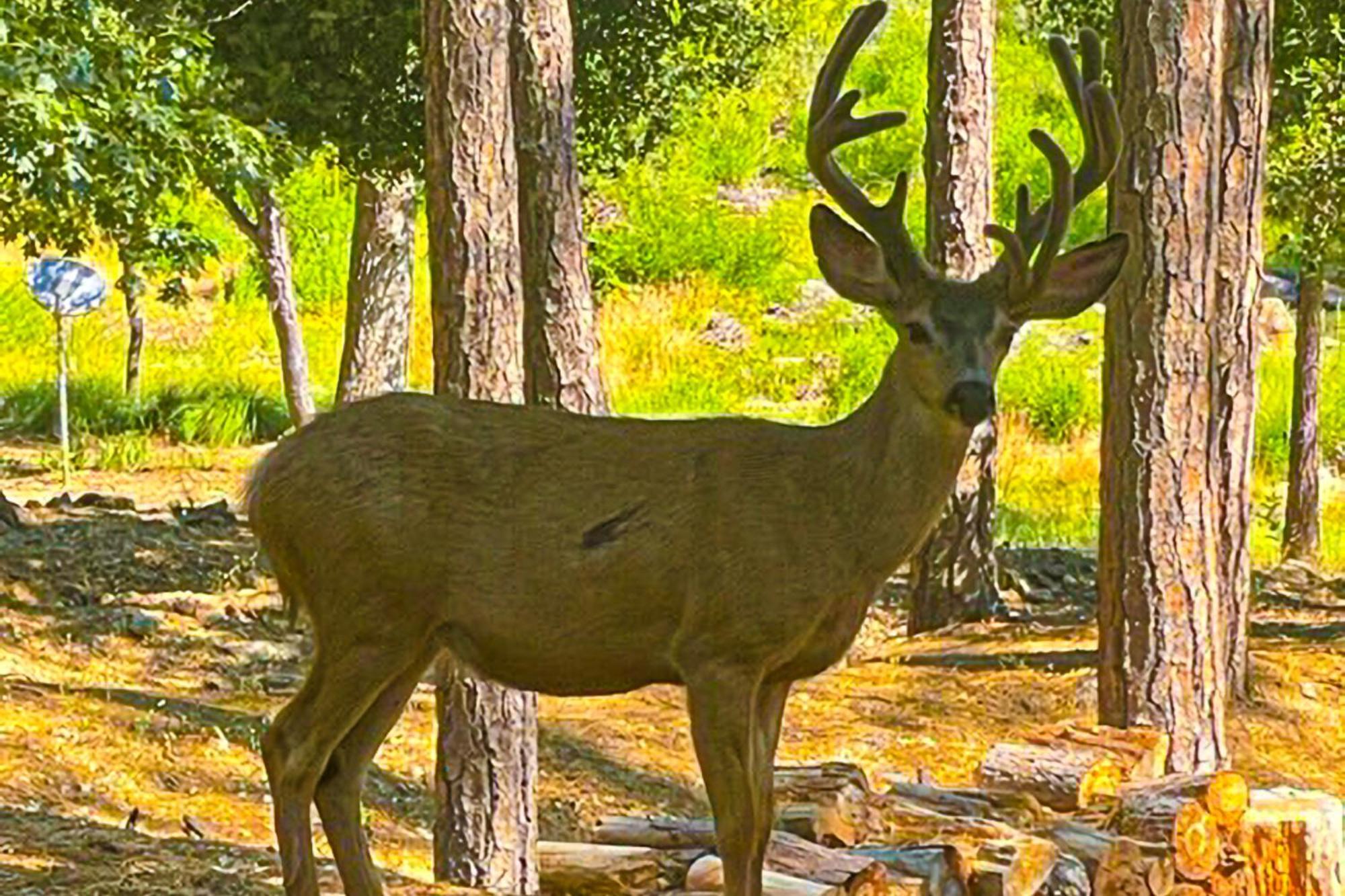 Villa Big Creek Hideaway Groveland Esterno foto